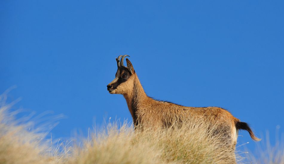 Camoscio appenninico - Rupicapra pyrenaica ornata