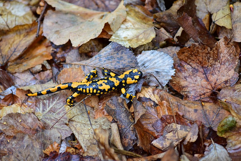 Salamandra salamandra gigliolii nel P.N.A.L.M.