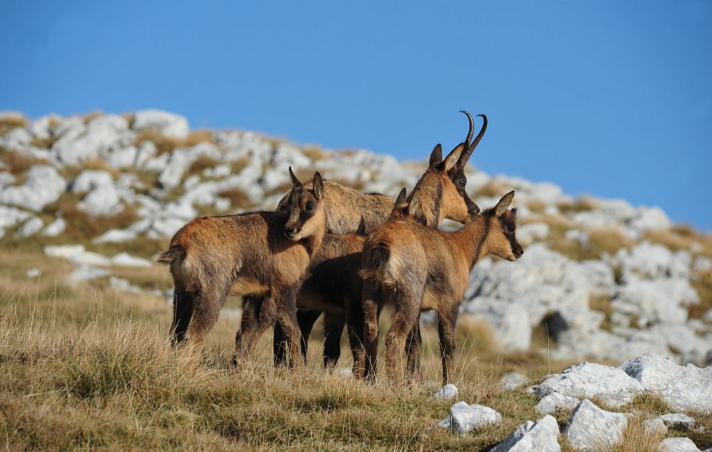 Camoscio appenninico - Rupicapra pyrenaica ornata