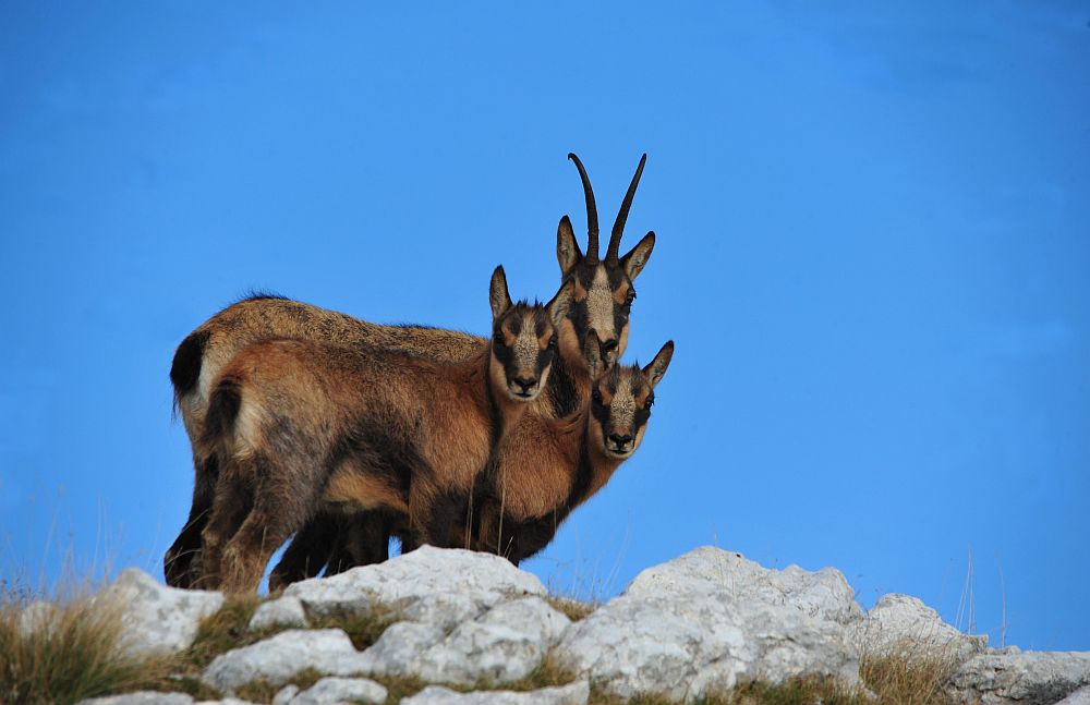 Camoscio appenninico - Rupicapra pyrenaica ornata