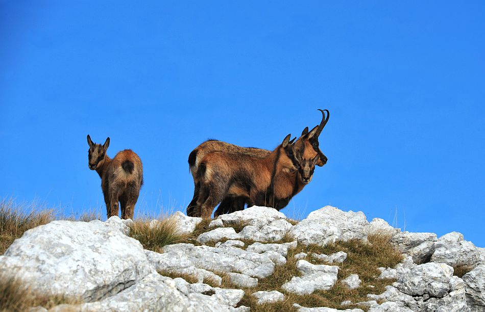 Camoscio appenninico - Rupicapra pyrenaica ornata