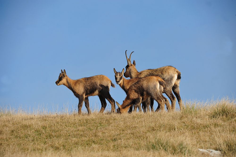 Camoscio appenninico - Rupicapra pyrenaica ornata