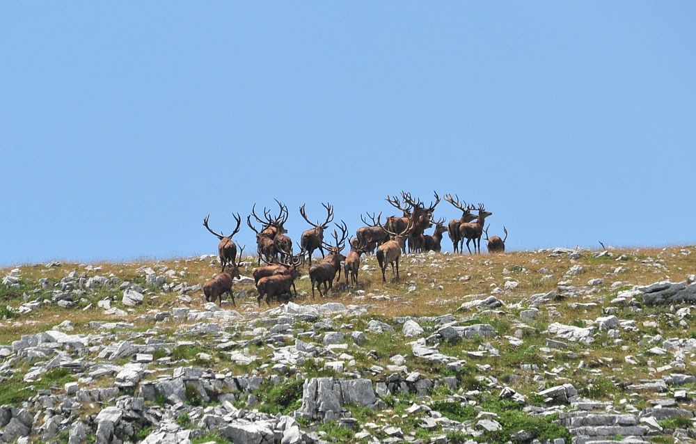 Branco di cervi in alta quota