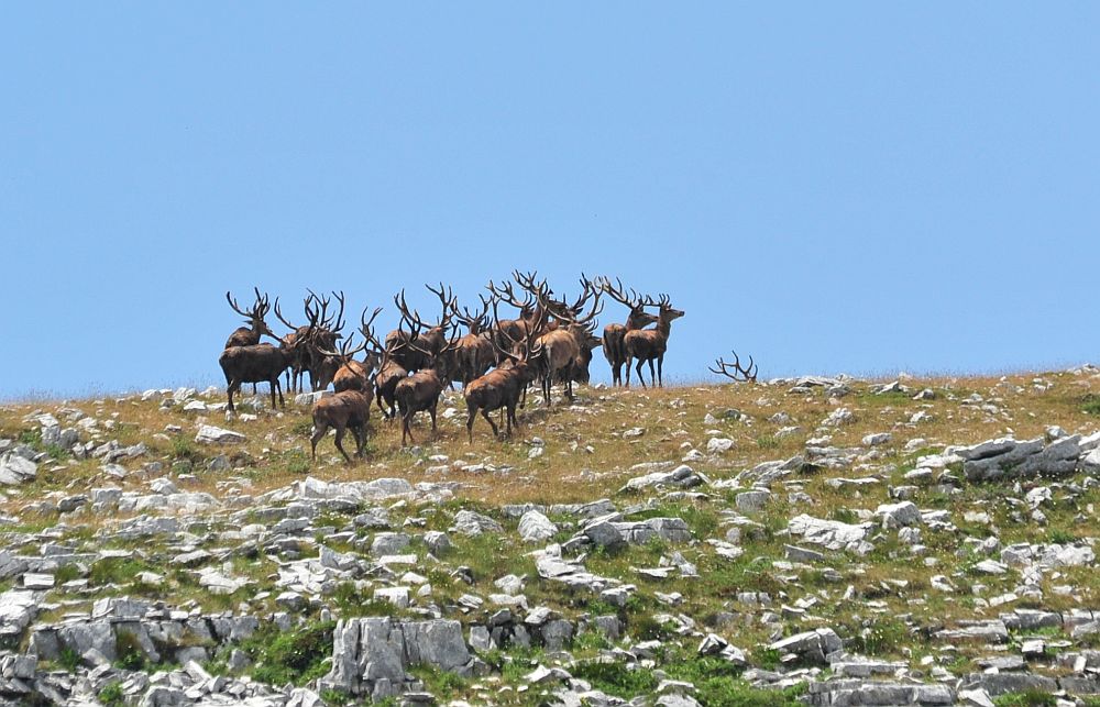 Branco di cervi in alta quota