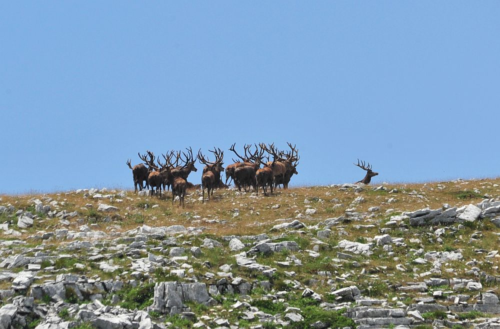 Branco di cervi in alta quota