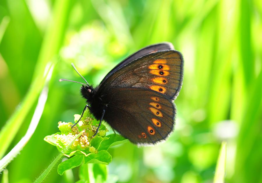 Erebia......albergana