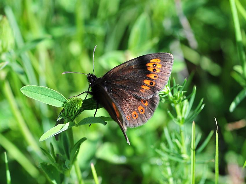 Erebia......albergana