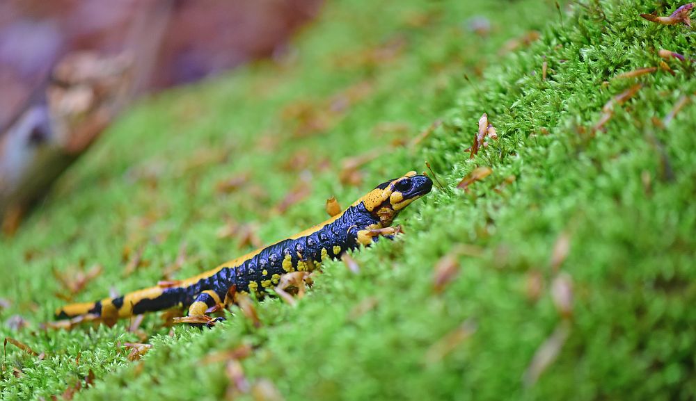 Salamandra salamandra gigliolii nel P.N.A.L.M.