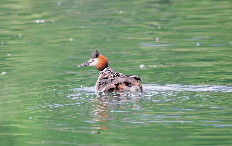 Svasso maggiore con piccoli