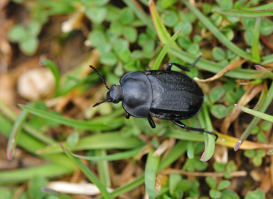 Da determinare - Silpha puncticollis (Silphidae) ??