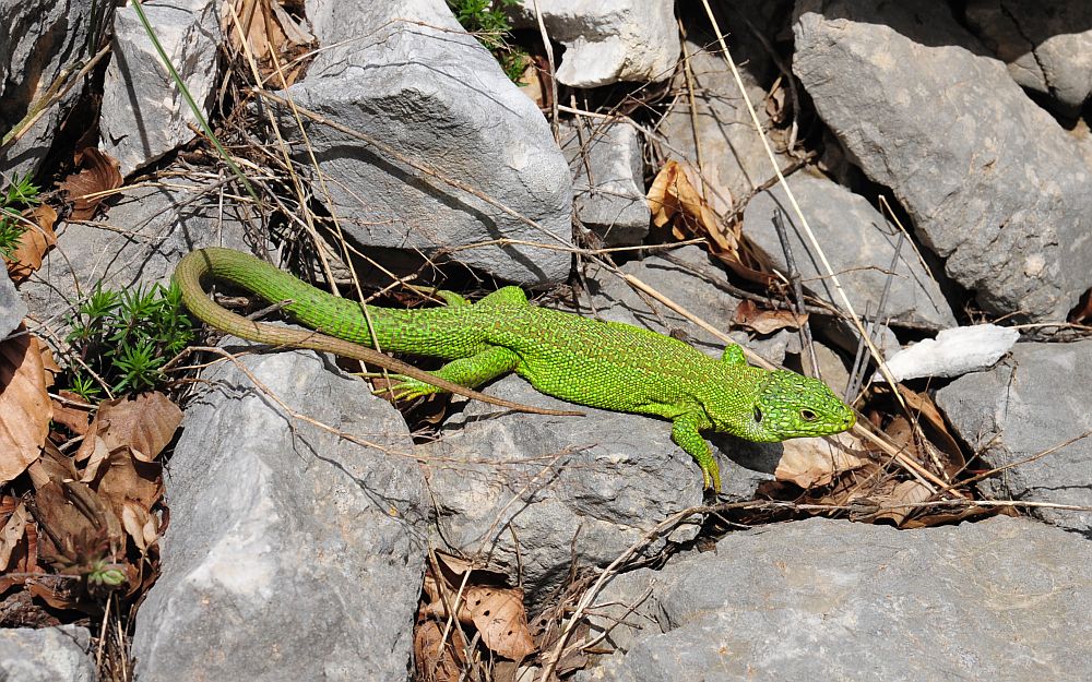 Lacerta bilineata