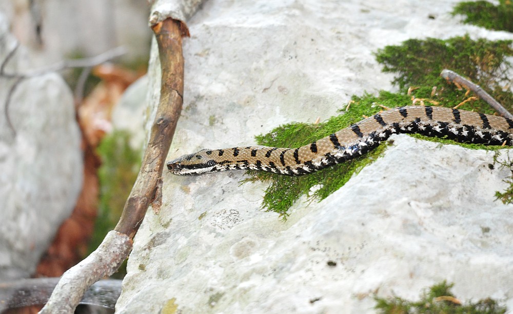 vipera aspis?