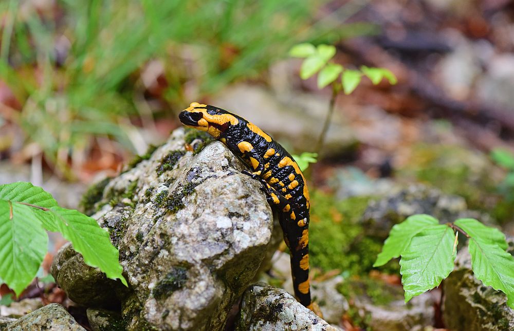 Salamandra salamandra gigliolii nel P.N.A.L.M.