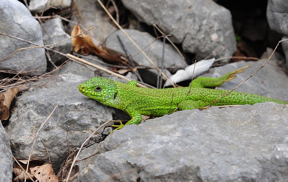 Lacerta bilineata