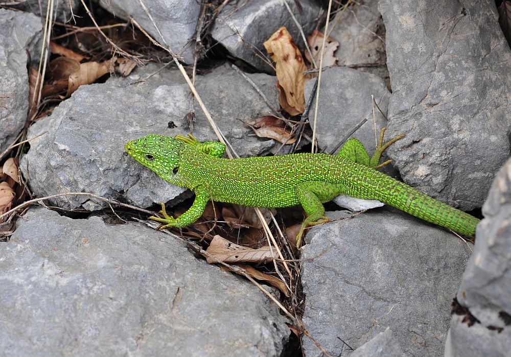 Lacerta bilineata