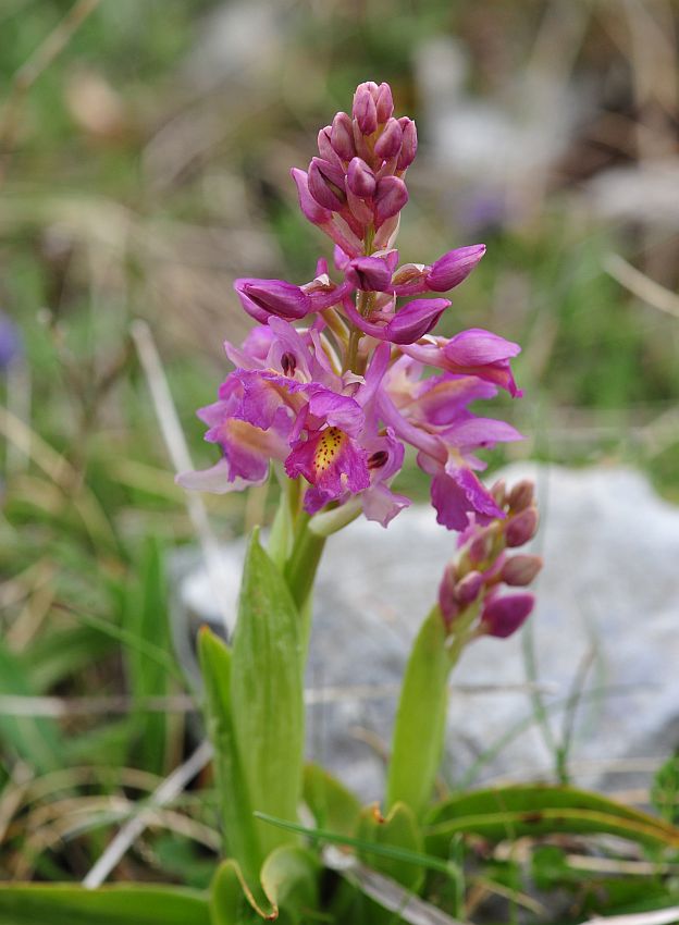 Orchis x colemanii