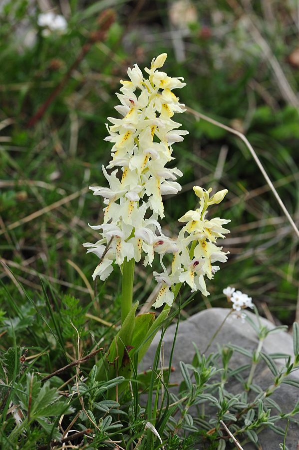 Orchis x colemanii