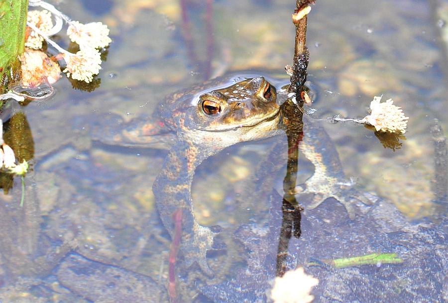 rospo comune - Bufo bufo