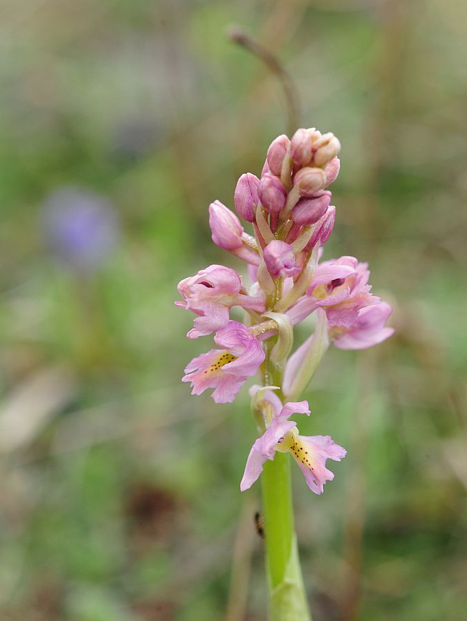 Orchis x colemanii