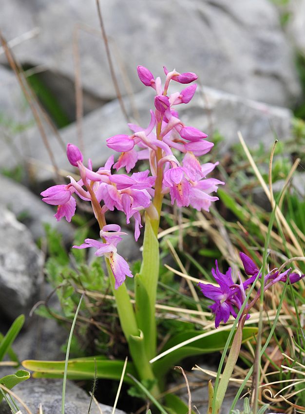 Orchis x colemanii