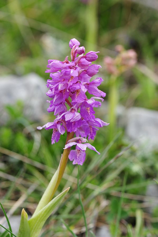 Orchis x colemanii