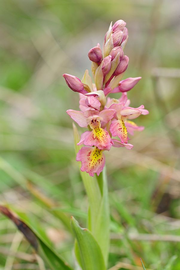 Orchis x colemanii