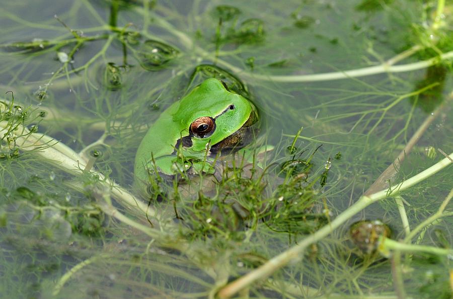 Rane da determinare - Hyla intermedia