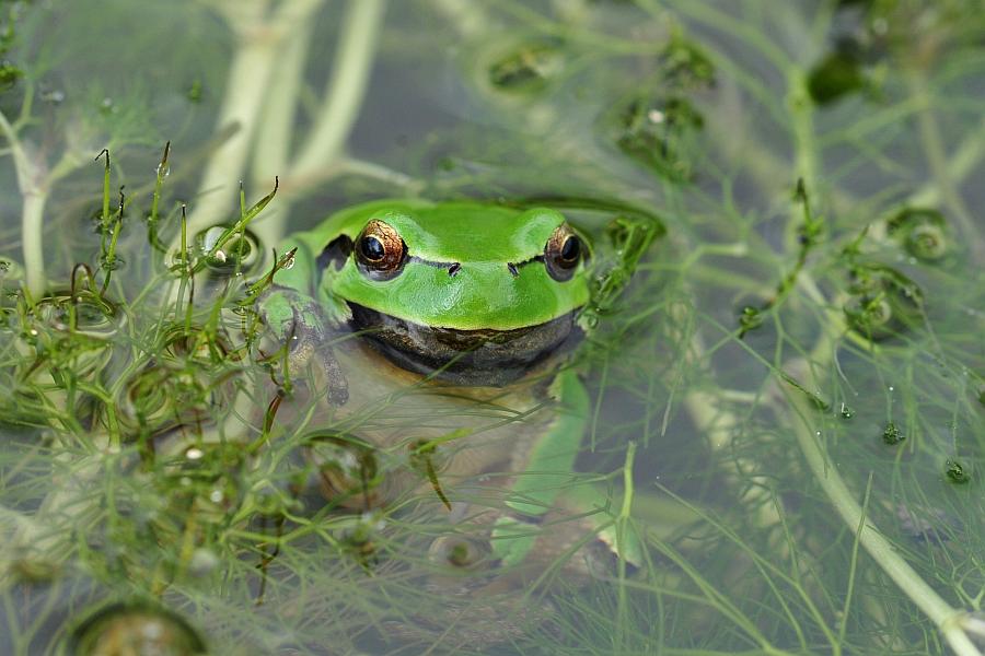 Rane da determinare - Hyla intermedia