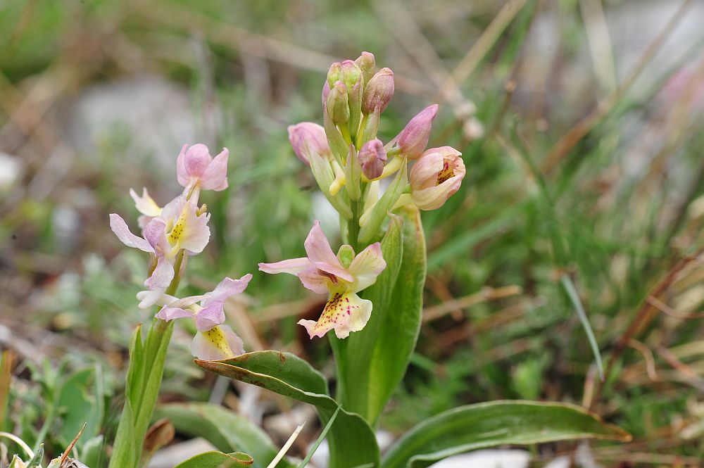 Orchis x colemanii