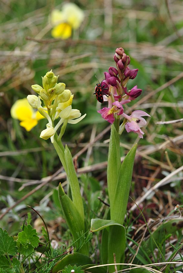 Orchis x colemanii