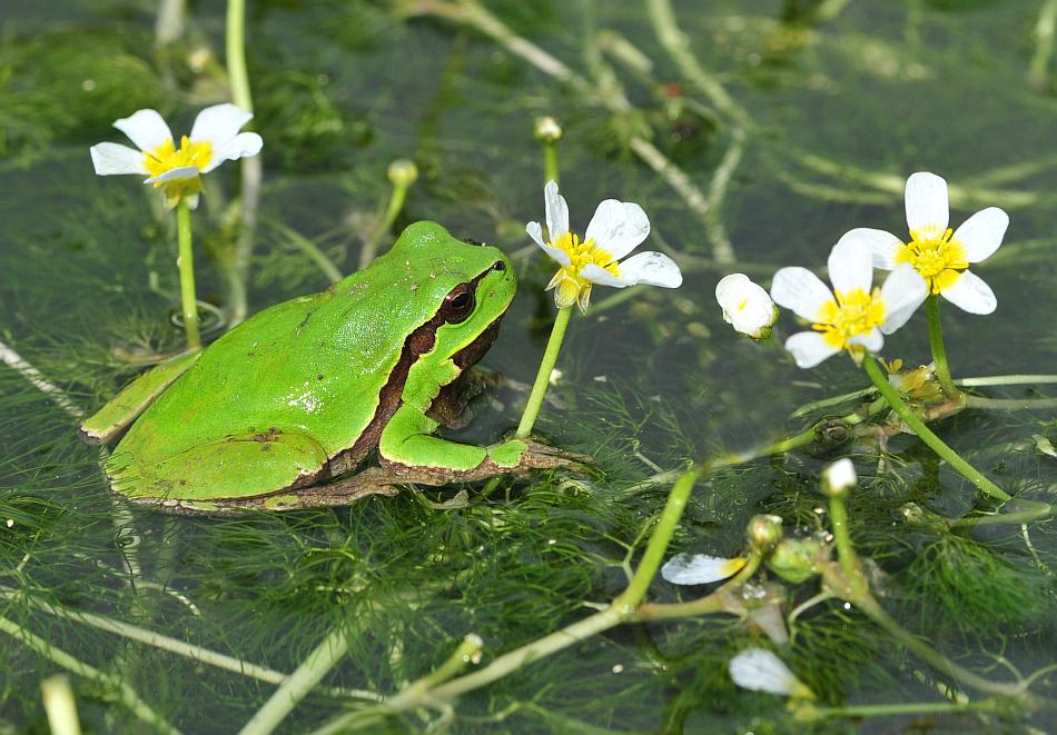 Rane da determinare - Hyla intermedia