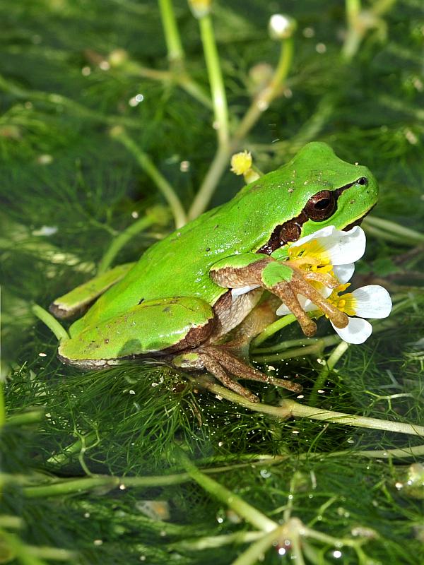 Rane da determinare - Hyla intermedia