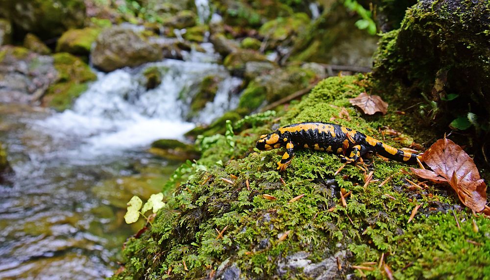 Salamandra salamandra gigliolii nel P.N.A.L.M.