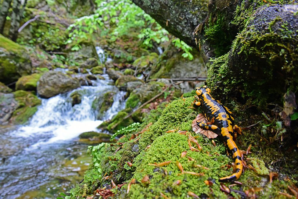 Salamandra salamandra gigliolii nel P.N.A.L.M.