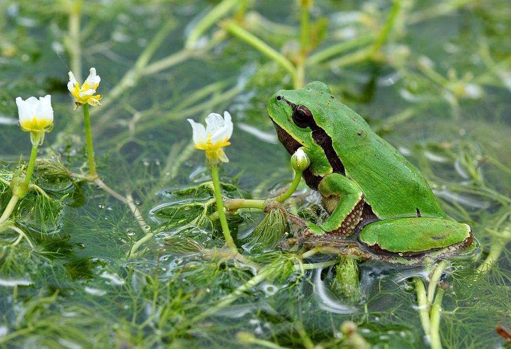 Rane da determinare - Hyla intermedia