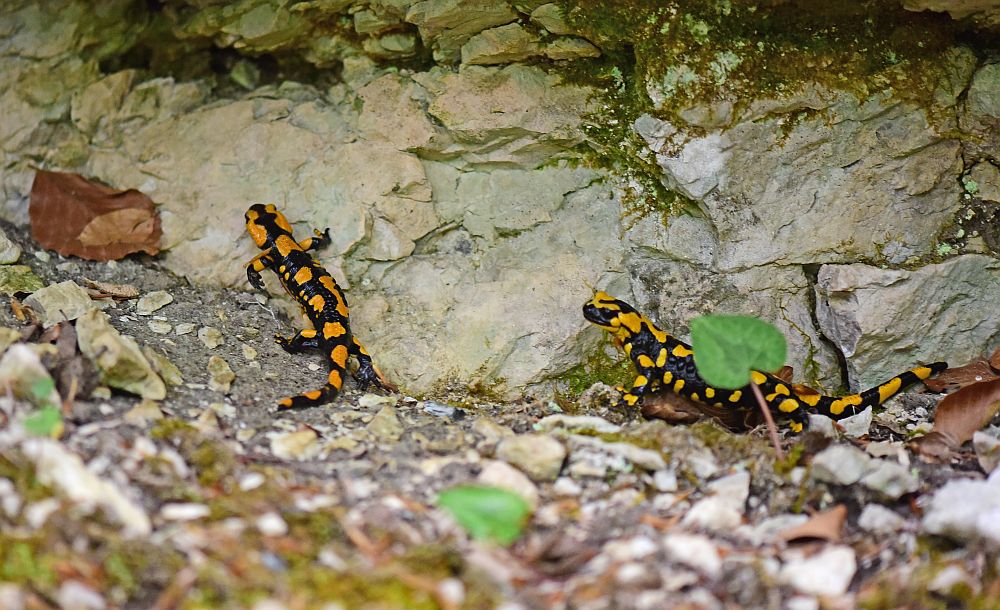 Salamandra salamandra gigliolii nel P.N.A.L.M.