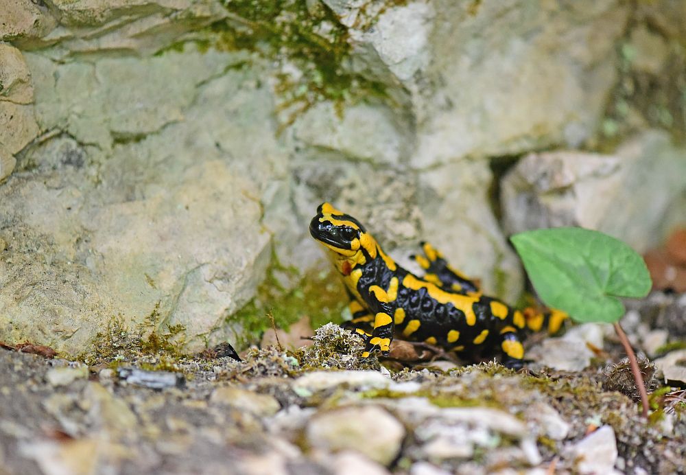 Salamandra salamandra gigliolii nel P.N.A.L.M.