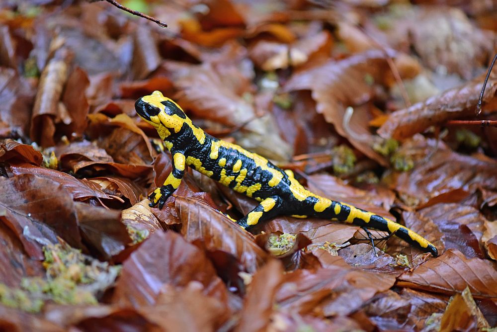 Salamandra salamandra gigliolii nel P.N.A.L.M.