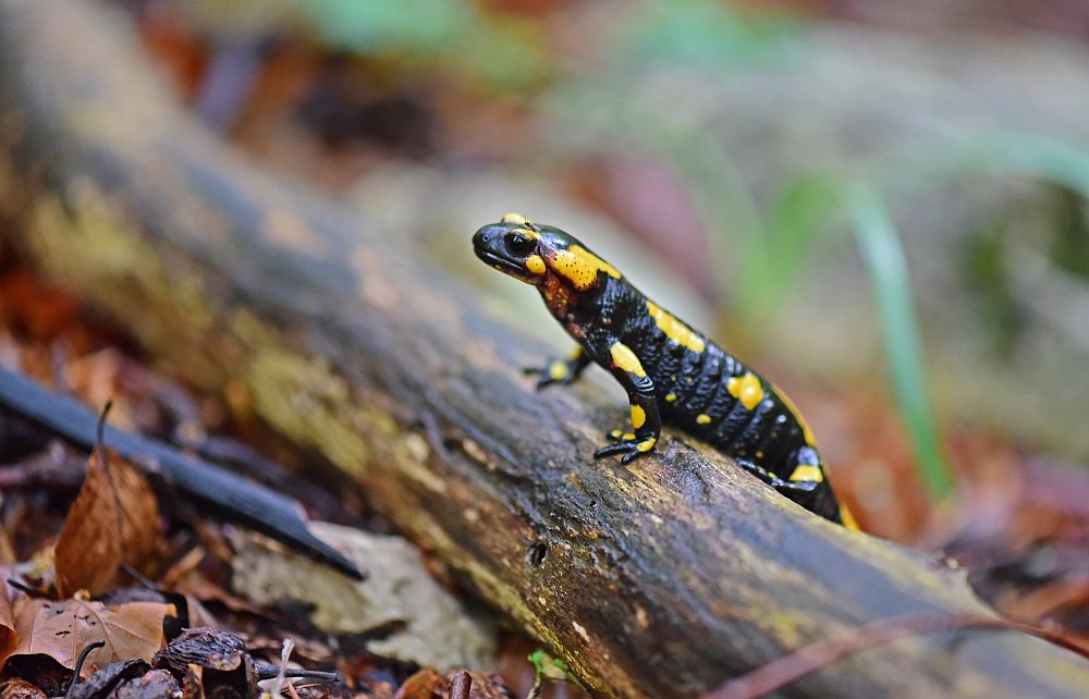 Salamandra salamandra gigliolii nel P.N.A.L.M.