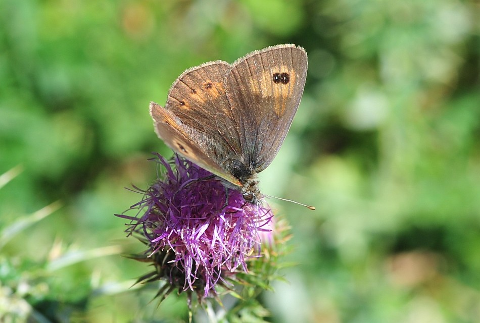 Erebia cassioides