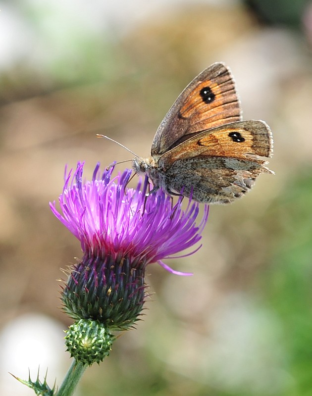 Erebia cassioides