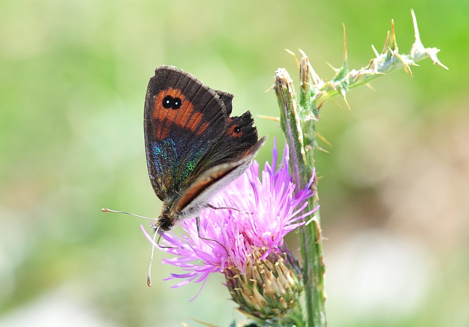 Erebia cassioides