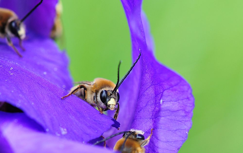 Eucera sp.?