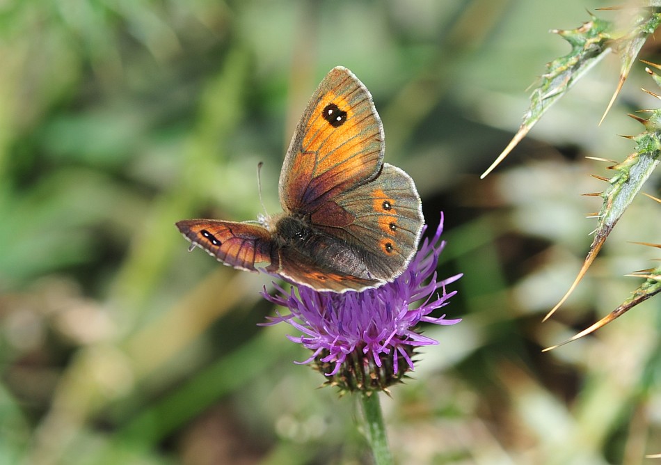 Erebia cassioides