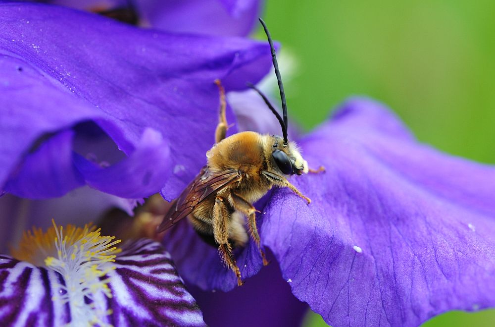 Eucera sp.?