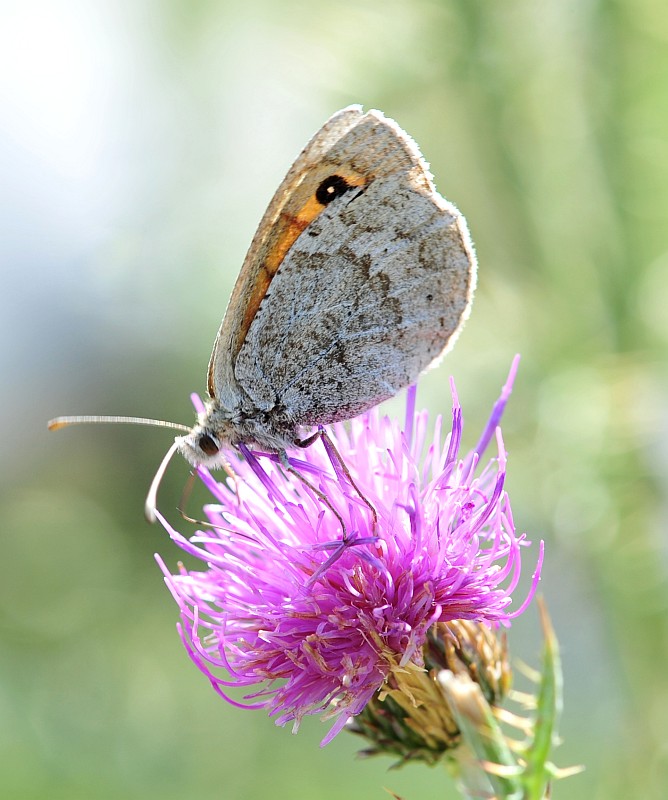 Erebia cassioides