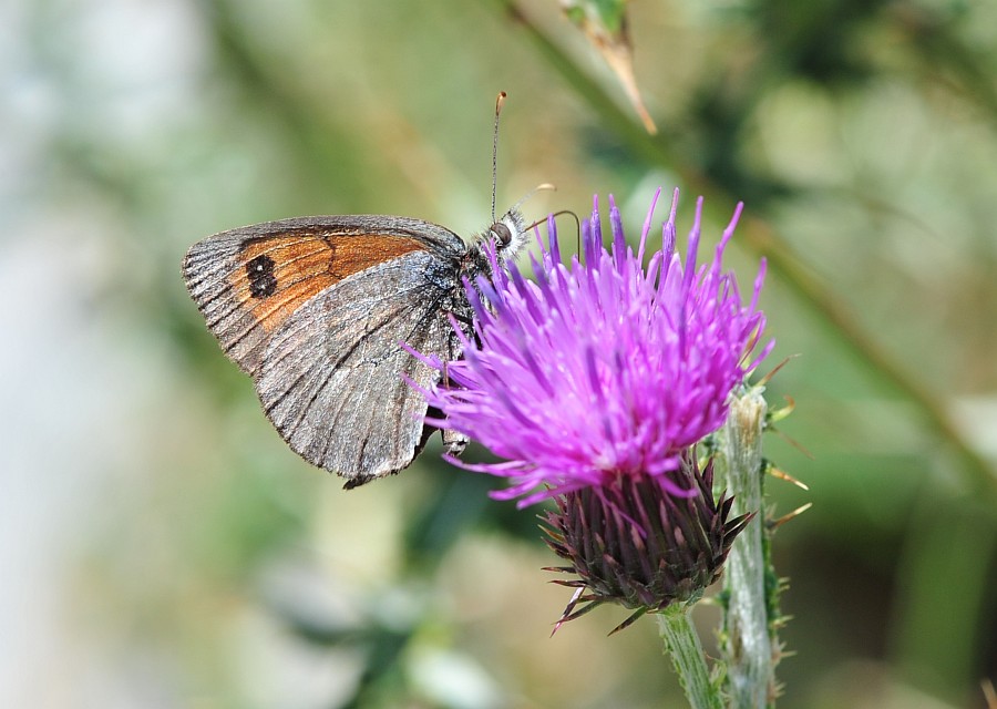 Erebia cassioides