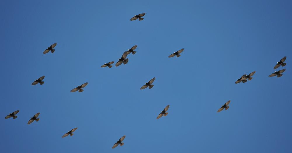 Colonia di gracchi alpini