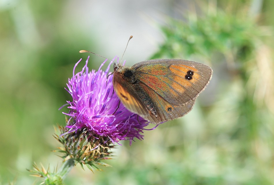 Erebia cassioides