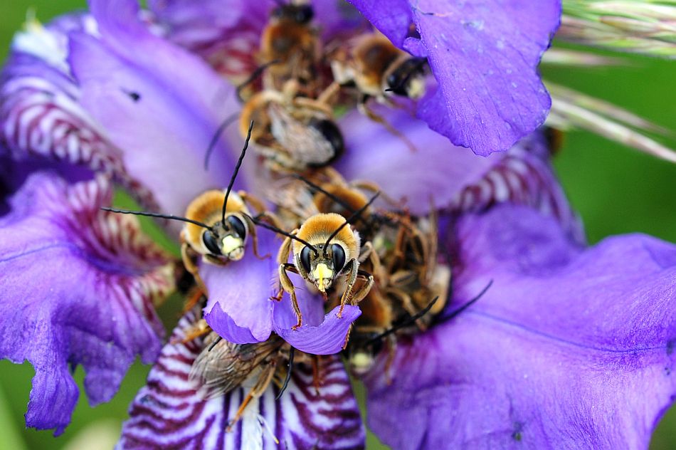 Eucera sp.?